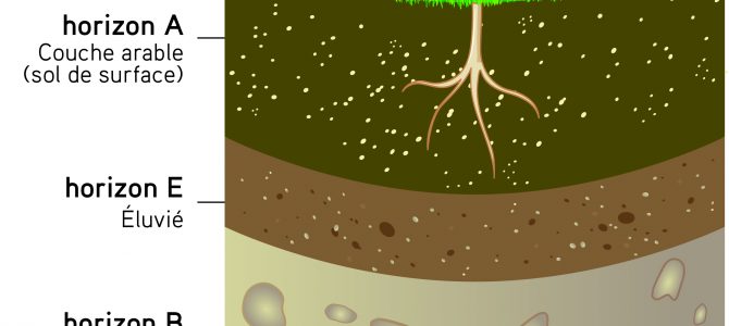 Les sols, épiderme fragile aux multiples fonctions et services écosystémiques Les sols, épiderme fragile aux multiples fonctions et services écosystémiques